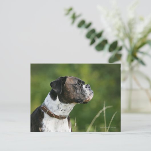 Boxer Dog Profil Postkarte (Stehend Vorderseite)