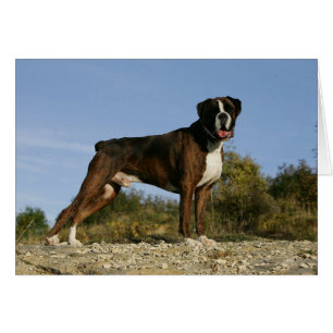 Boxer Dog Show Stance