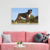 Boxer Dog Show Stance Leinwanddruck (Insitu (Wohnzimmer))