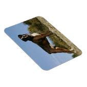 Boxer Dog Show Stance Magnet (Rechte Seite)