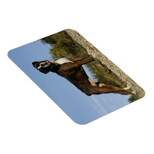 Boxer Dog Show Stance Magnet (Rechte Seite)