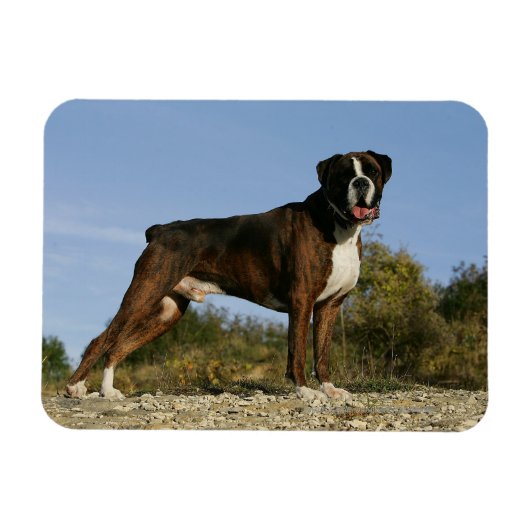 Boxer Dog Show Stance Magnet (Horizontal)