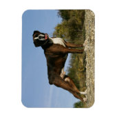 Boxer Dog Show Stance Magnet (Vertikal)