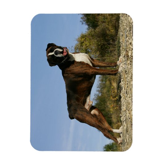 Boxer Dog Show Stance Magnet (Vertikal)