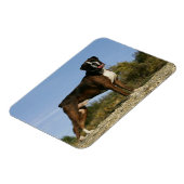 Boxer Dog Show Stance Magnet (Linke Seite)