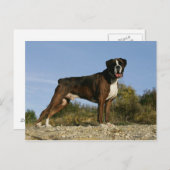 Boxer Dog Show Stance Postkarte (Vorne/Hinten)