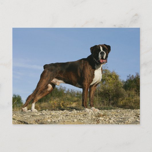 Boxer Dog Show Stance Postkarte (Vorderseite)