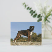 Boxer Dog Show Stance Postkarte (Stehend Vorderseite)