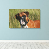 Boxer Dog Staring bei Kamera Leinwanddruck (Insitu (Holzboden))