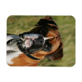 Boxer Dog Staring bei Kamera Magnet (Horizontal)
