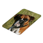 Boxer Dog Staring bei Kamera Magnet (Linke Seite)