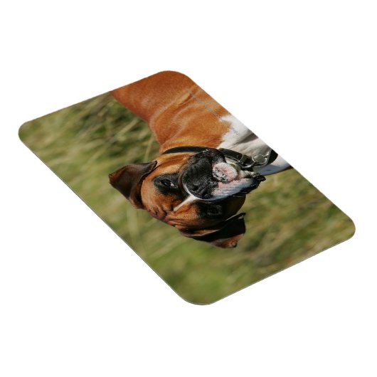 Boxer Dog Staring bei Kamera Magnet (Rechte Seite)