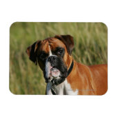 Boxer Dog Staring bei Kamera Magnet (Horizontal)
