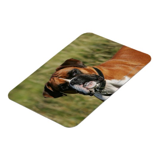 Boxer Dog Staring bei Kamera Magnet (Linke Seite)