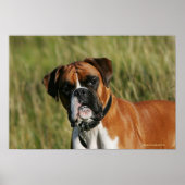Boxer Dog Staring bei Kamera Poster (Vorne)