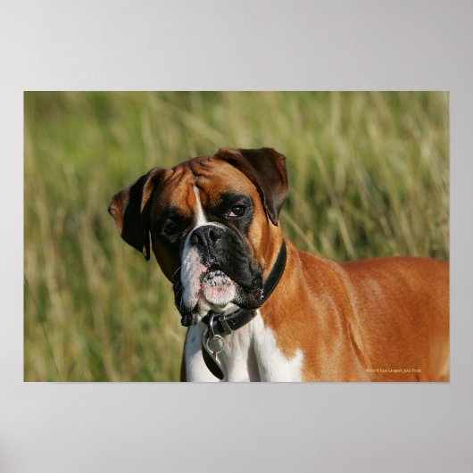 Boxer Dog Staring bei Kamera Poster (Vorne)
