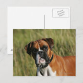 Boxer Dog Staring bei Kamera Postkarte (Vorne/Hinten)