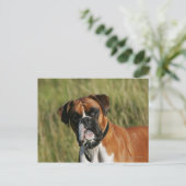 Boxer Dog Staring bei Kamera Postkarte (Stehend Vorderseite)