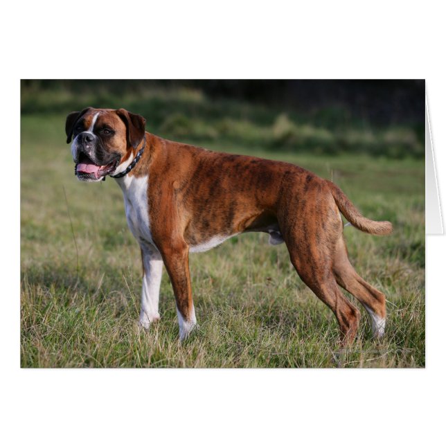 Boxer Dog Stehend (Vorderseite (Horizontal))