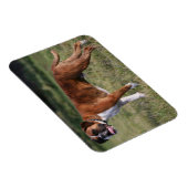 Boxer Dog Stehend Magnet (Rechte Seite)