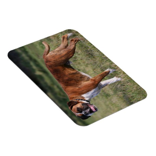 Boxer Dog Stehend Magnet (Rechte Seite)