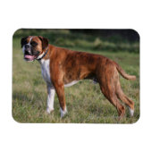 Boxer Dog Stehend Magnet (Horizontal)