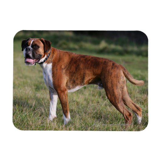 Boxer Dog Stehend Magnet (Horizontal)