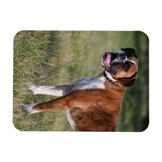 Boxer Dog Stehend Magnet (Horizontal)