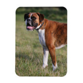 Boxer Dog Stehend Magnet (Vertikal)