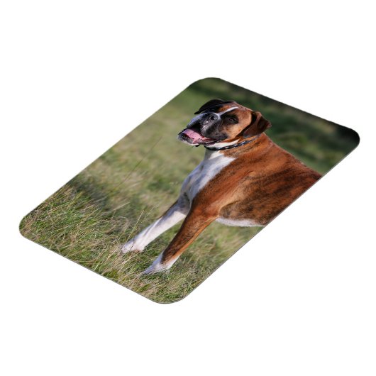 Boxer Dog Stehend Magnet (Linke Seite)