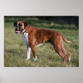 Boxer Dog Stehend Poster (Vorne)