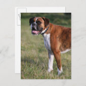 Boxer Dog Stehend Postkarte (Vorne/Hinten)