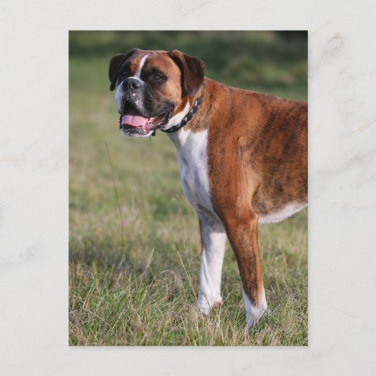 Boxer Dog Stehend Postkarte (Vorderseite)