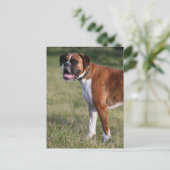 Boxer Dog Stehend Postkarte (Stehend Vorderseite)
