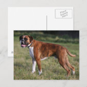 Boxer Dog Stehend Postkarte (Vorne/Hinten)