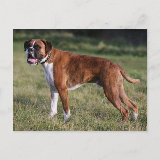 Boxer Dog Stehend Postkarte (Vorderseite)