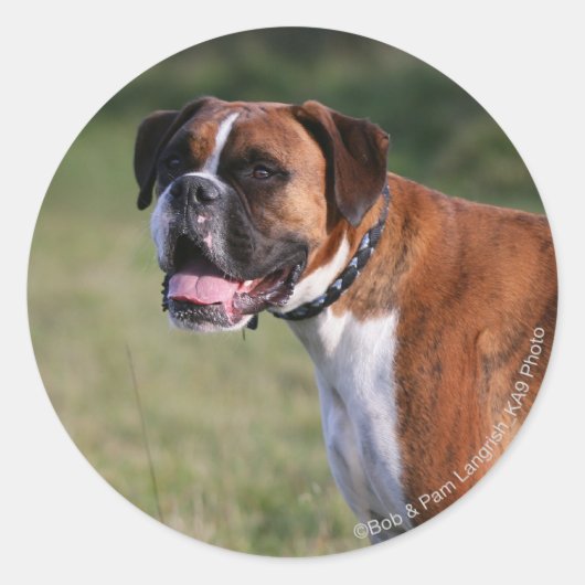 Boxer Dog Stehend Runder Aufkleber (Vorderseite)