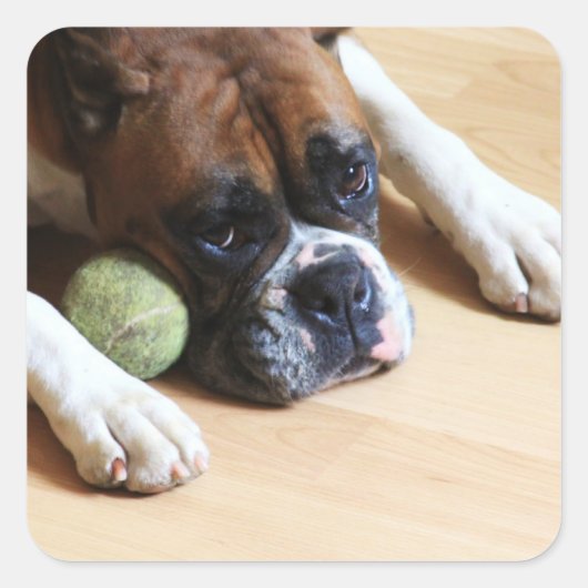 Boxer Dog Stickers (Vorderseite)