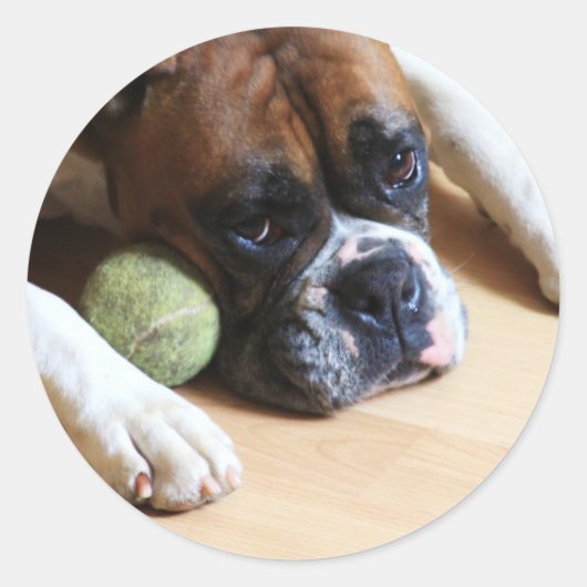 Boxer dog Stickers (Vorderseite)