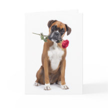 Boxer Dog Valentine