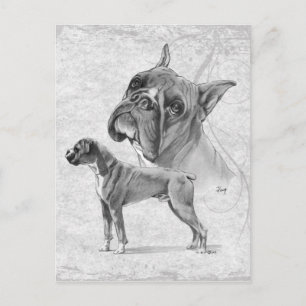 Boxer Dogs Postkarte