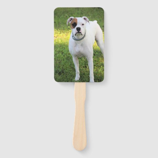 Boxer Fächer (Vorderseite)