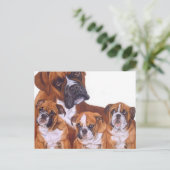 Boxer Family Postkarten (Stehend Vorderseite)