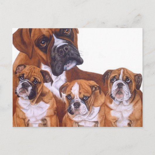 Boxer Family Postkarten (Vorderseite)