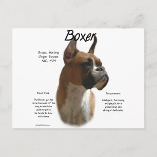 Boxer (fawn) History Design Postkarte