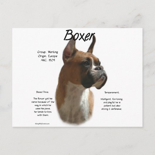 Boxer (fawn) History Design Postkarte (Vorderseite)