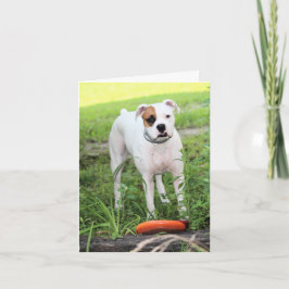 Boxer Feiertagskarte