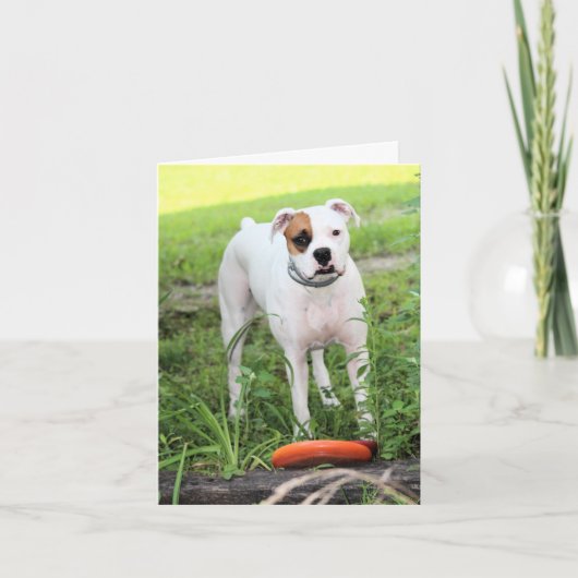 Boxer Feiertagskarte (Vorderseite)