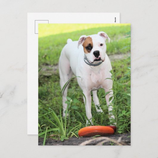 Boxer Feiertagspostkarte (Vorne/Hinten)