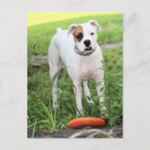 Boxer Feiertagspostkarte (Vorderseite)